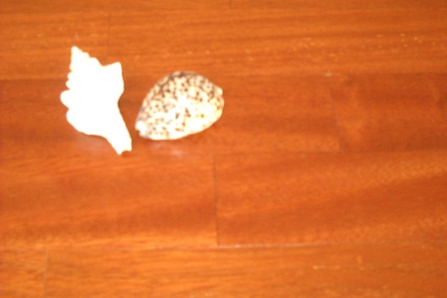 PARQUET / PAVIMENTI IN LEGNO (multicolore) - 3