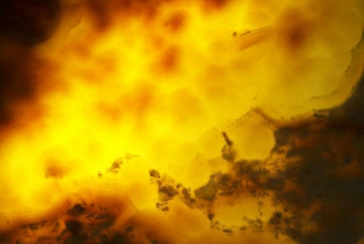 venature in evidenza retroilluminando la parete in onice