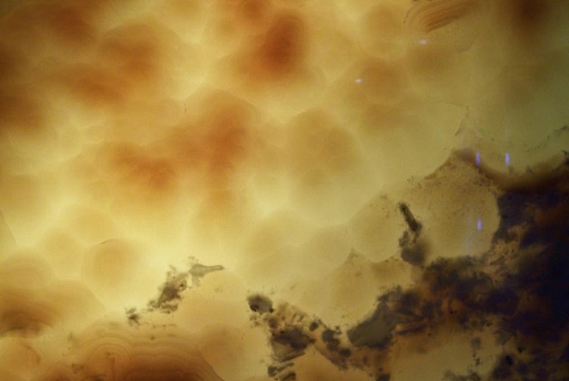 Venature in evidenza ottenute retroilluminando l