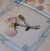 Pavimenti maiolicati con Petali di Rosa — immagine 3 di 8